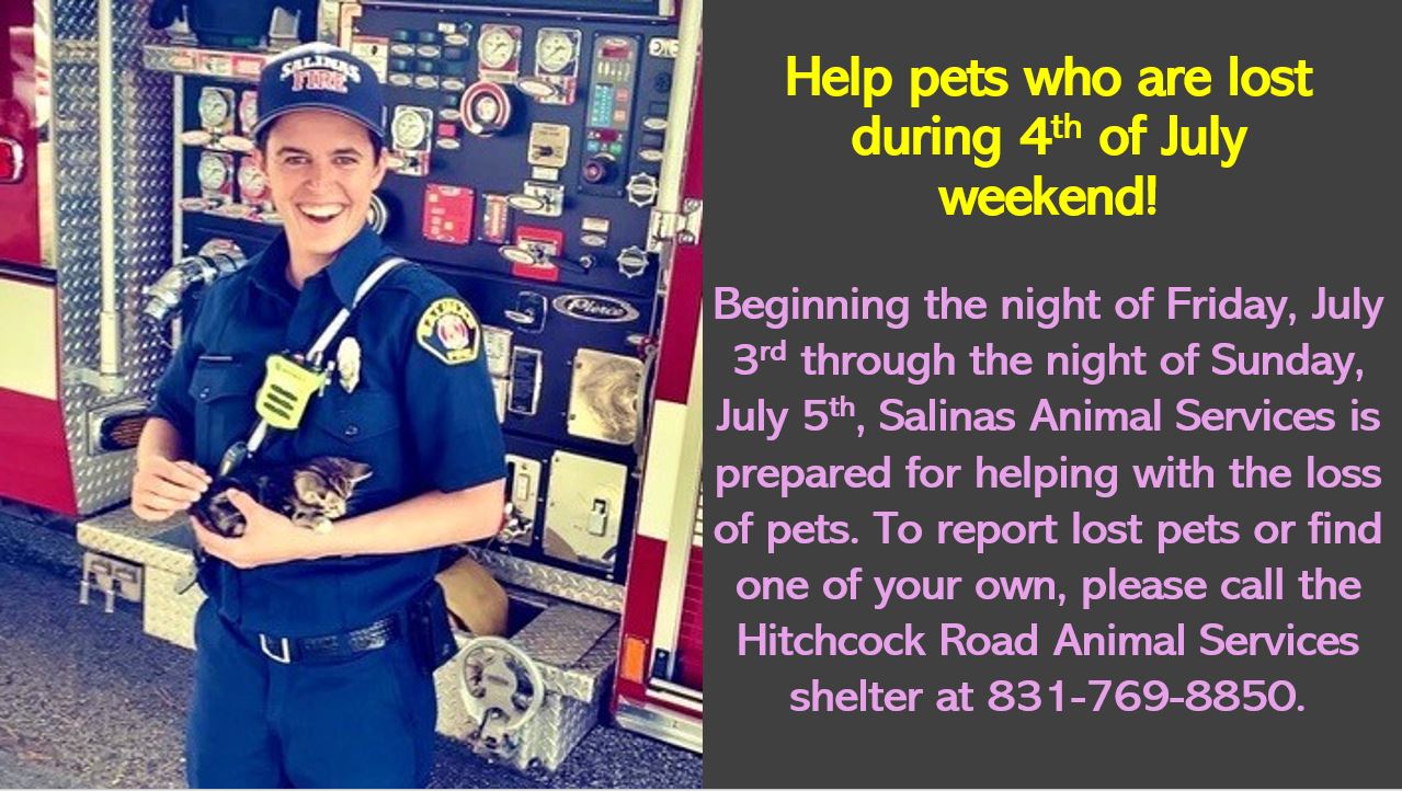 fourth of july fireworks and pets
