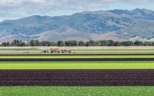 Salinas CA Fields