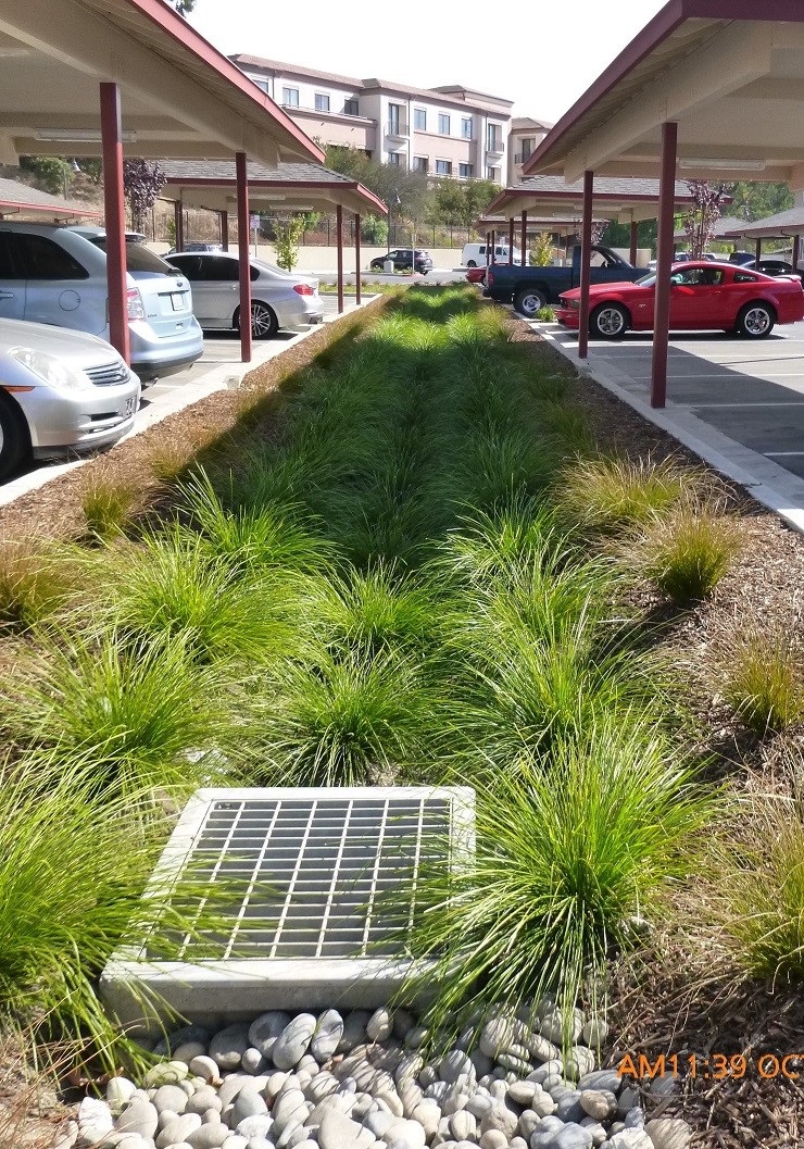 Greenery in Bioswale