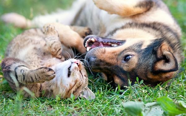 Cat and Dog playing together in grass