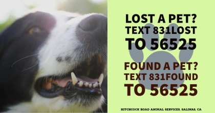 Dog with animal services info