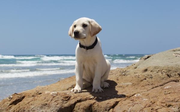 Lab puppy on the beach