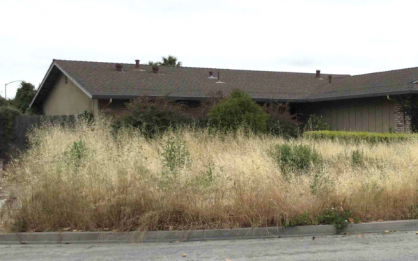 overgrown weeds