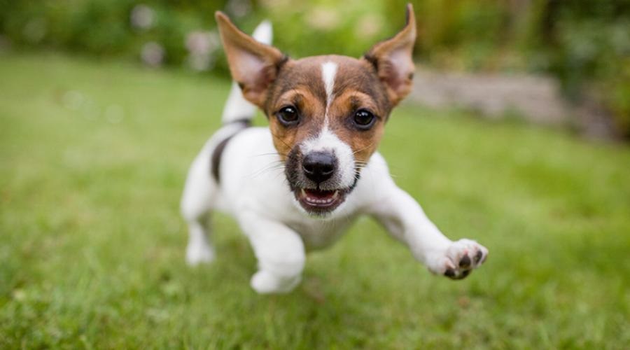Running puppy in grass